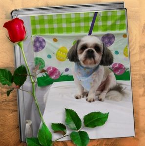 Meet your Posher, Tina